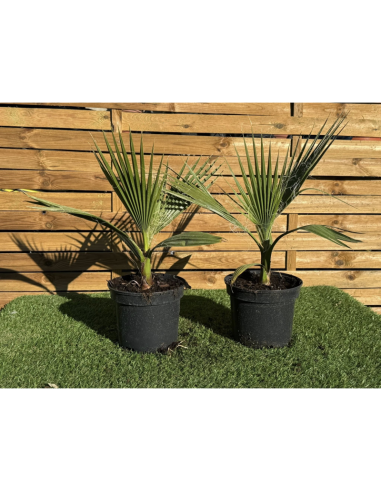 SUBLIMES PALMIERS WASHINGTONIA FILIFERA