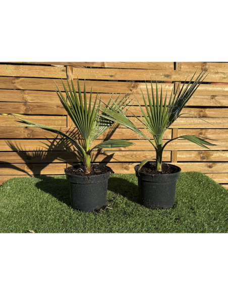 SUBLIMES PALMIERS WASHINGTONIA FILIFERA