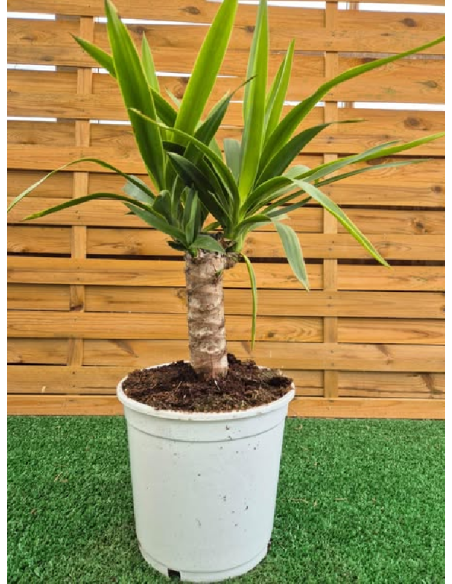 superbes YUCCA ELEGANS