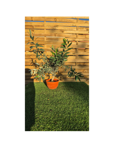 SUPERBES OLIVIERS BONSAI