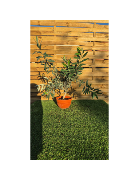 SUPERBES OLIVIERS BONSAI