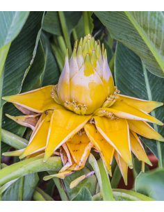 SUBLIMES BANANIERS MUSA...