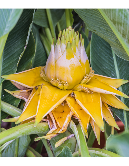 SUBLIMES BANANIERS MUSA LASIOCARPA lotus d'or