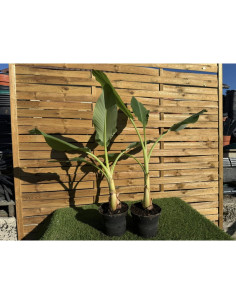 SUBLIMES BANANIERS MUSA... 2