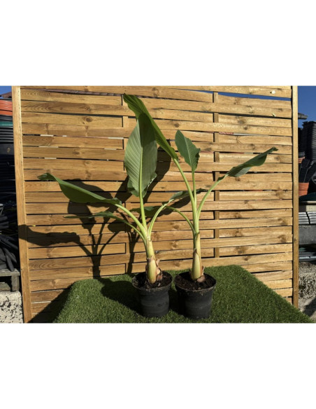 SUBLIMES BANANIERS MUSA LASIOCARPA lotus d'or