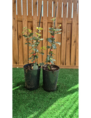 SUBLIMES QUERCUS ILEX ( chêne vert)