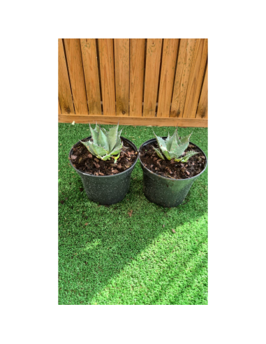 SUBLIMES Agave parrasana globe