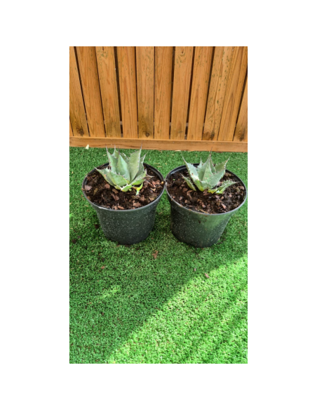 SUBLIMES Agave parrasana globe