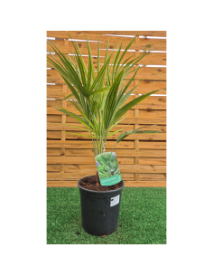 superbes palmiers...