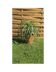 Beaucarnea recurvata -...