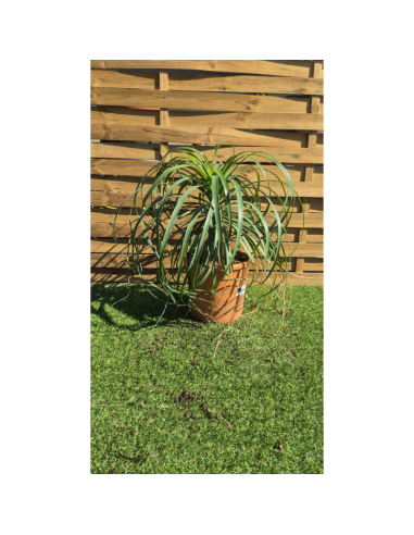 Beaucarnea recurvata - Arbre bouteille ou Pied...