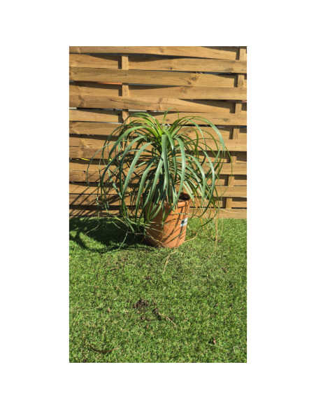 Beaucarnea recurvata - Arbre bouteille ou Pied d'éléphant !!!