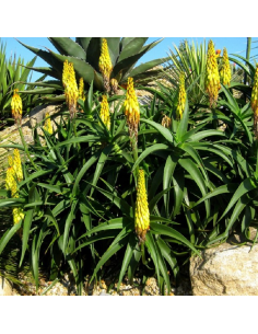 SUBLIMES ALOE ARCTIC JUNGLE