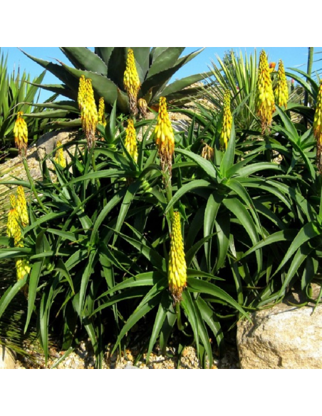SUBLIMES ALOE ARCTIC JUNGLE
