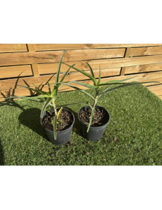 SUBLIMES ALOE ARCTIC JUNGLE 2