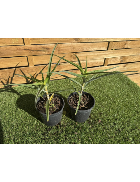 SUBLIMES ALOE ARCTIC JUNGLE