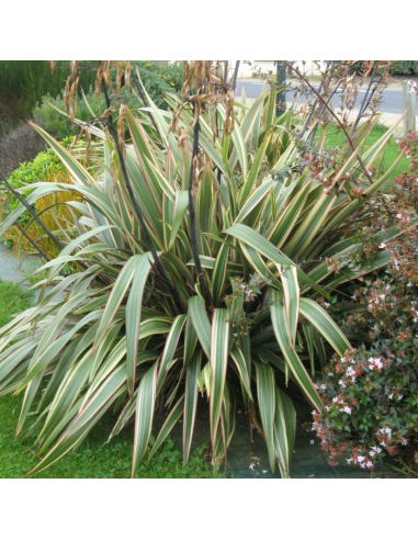 SUBLIMES PHORMIUMS TRICOLORE