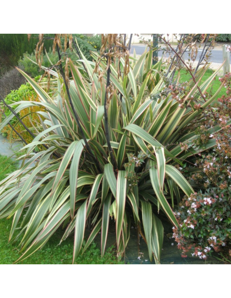 SUBLIMES PHORMIUMS TRICOLORE