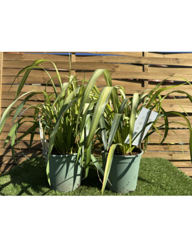 SUPERBES PHORMIUMS BICOLORE