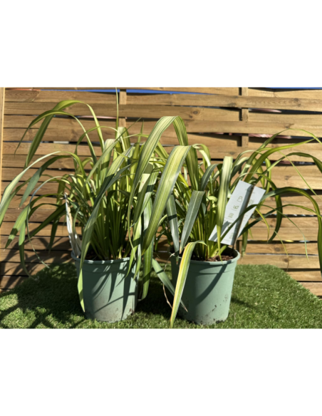 SUPERBES PHORMIUMS BICOLORE