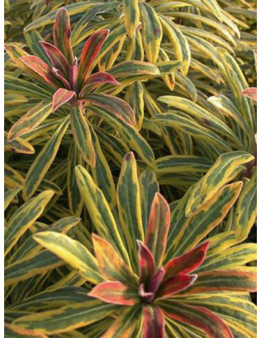 superbes EUPHORBES ASCOT RAINBOW