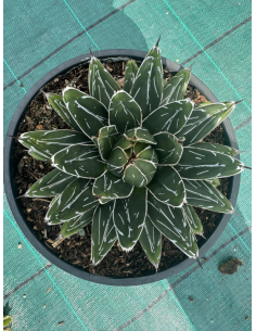 magnifiques AGAVES VICTORIA...