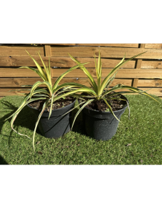 SUBLIMES YUCCA FILAMENTOSA