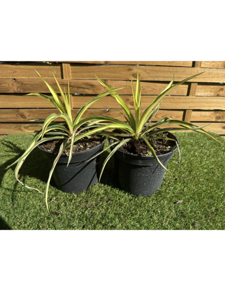 SUBLIMES YUCCA FILAMENTOSA