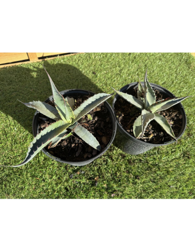 SUBLIMES AGAVES MONTANA