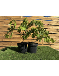 SUBLIMES VIGNES MUSCAT noir...