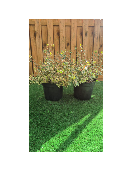 SUBLIMES ABELIA DAY DREAM