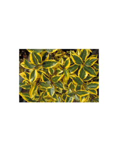 SUBLIMES ELEAGNUS EDGE...