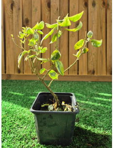 SUBLIMES ELEAGNUS EDGE... 2