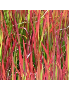 SUBLIMES GRAMINEES RED BARON