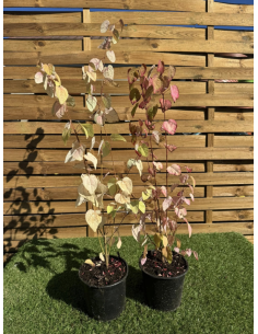 SUBLIMES ARBRES A CARAMEL... 2