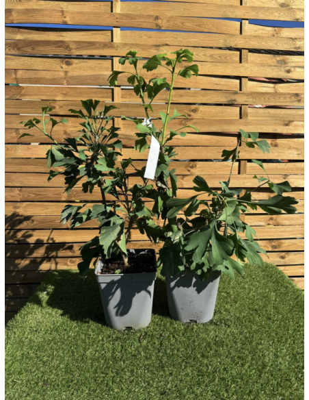 SUBLIMES GINKGO BILOBA