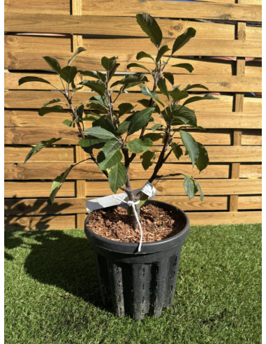 SUBLIMES POMMIER A FLEUR MALUS LAURA