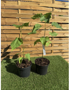 SUBLIMES CATALPA SPECIOSA 2