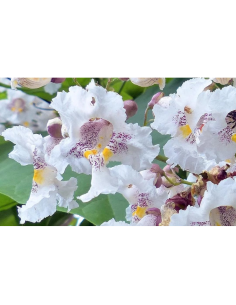 SUBLIMES CATALPA SPECIOSA