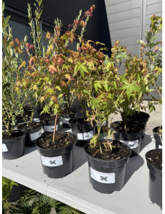 SUBLIMES ACER PALMATUM (...