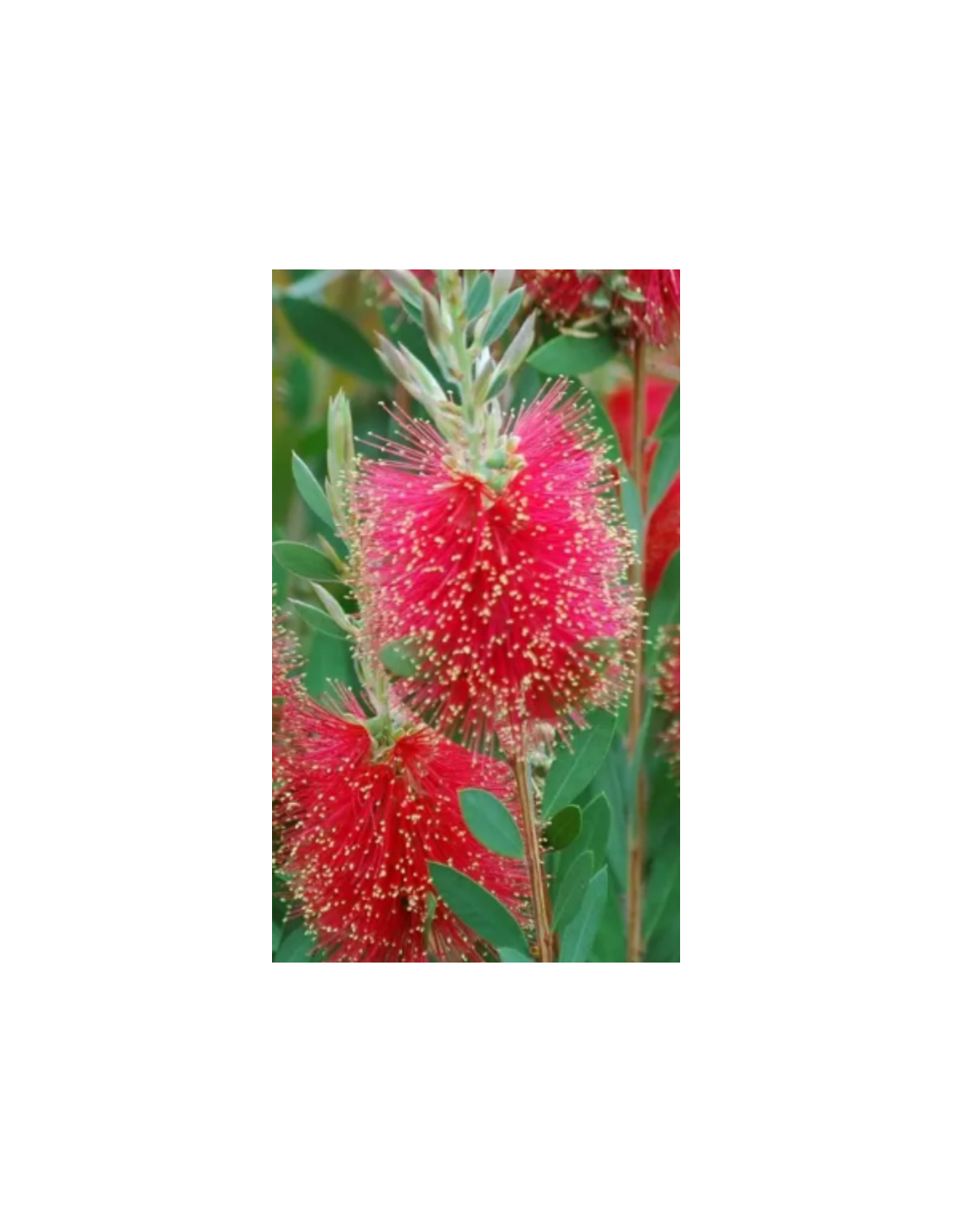 Sitemapcdatahttpkniqoocomcallistemon Laevis Fiche Techniquenull