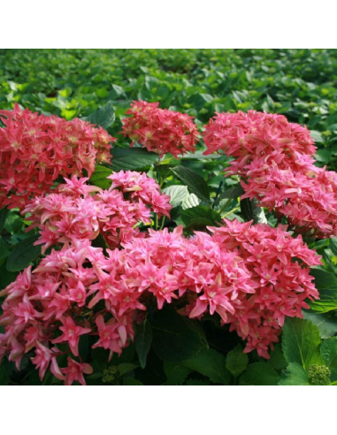 SUBLIMES HORTENSIA hortensia you and me...