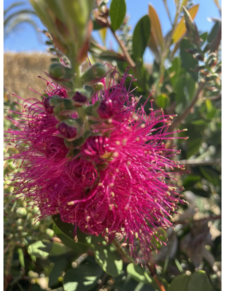 Superbes callistemons pink