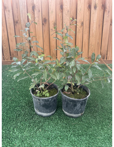 SUBLIMES JASMIN ASIA PINK ( Trachelospermum...