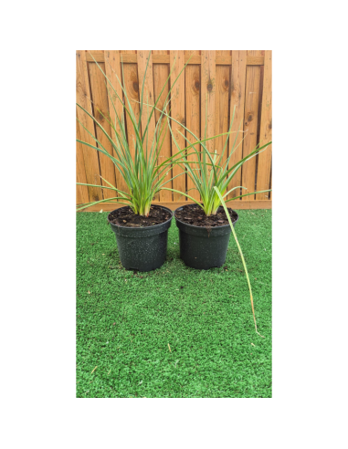 SUBLIMES KNIPHOFIA UVARIA
