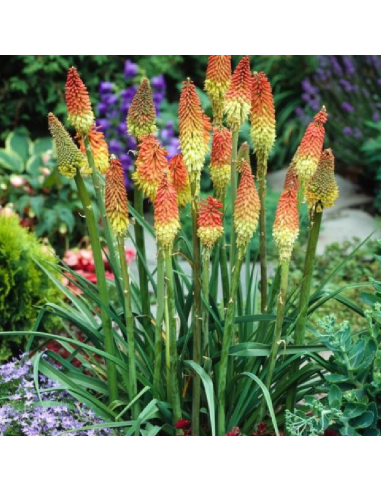 SUBLIMES KNIPHOFIA UVARIA
