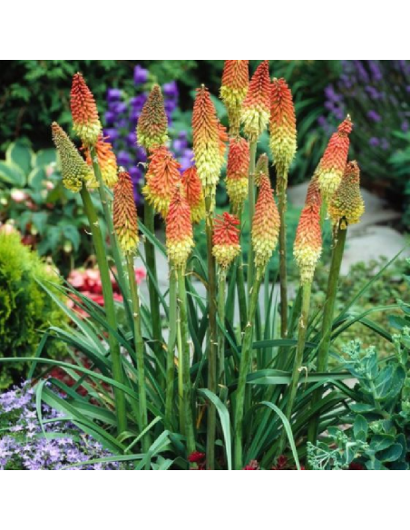 SUBLIMES KNIPHOFIA UVARIA