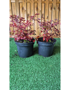 SUBLIMES NANDINA DOMESTICA...