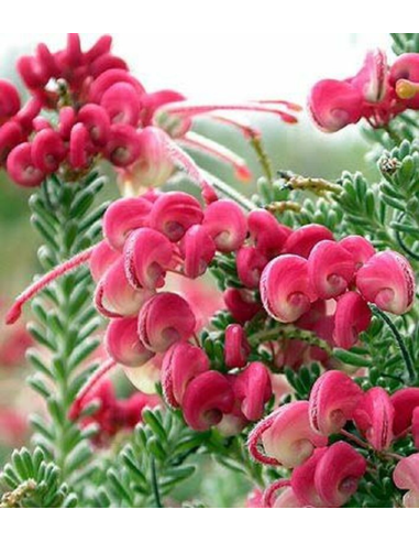 SUBLIMES GREVILLEA MOUNT TAMBORITHA