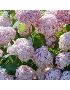 SUBLIMES HORTENSIA CANDY BELL
